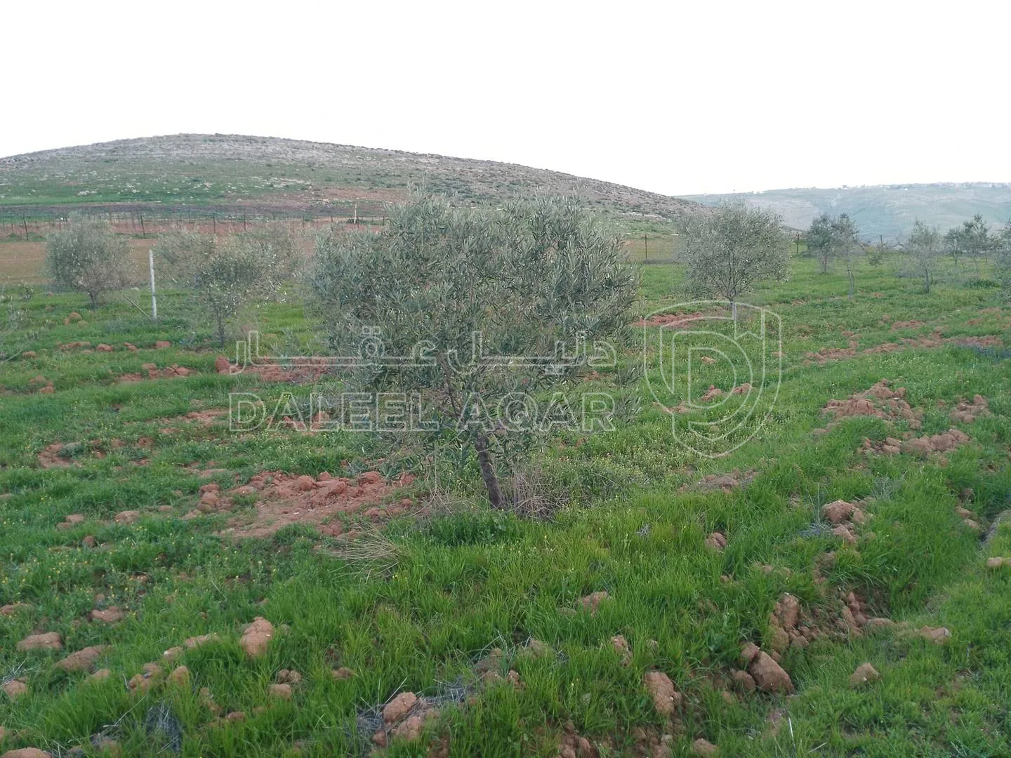 أرض في أراضي مادبا  - 140,000 دأ - صورة 1