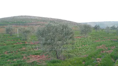أرض في أراضي مادبا  - 140,000 دأ - صورة NaN