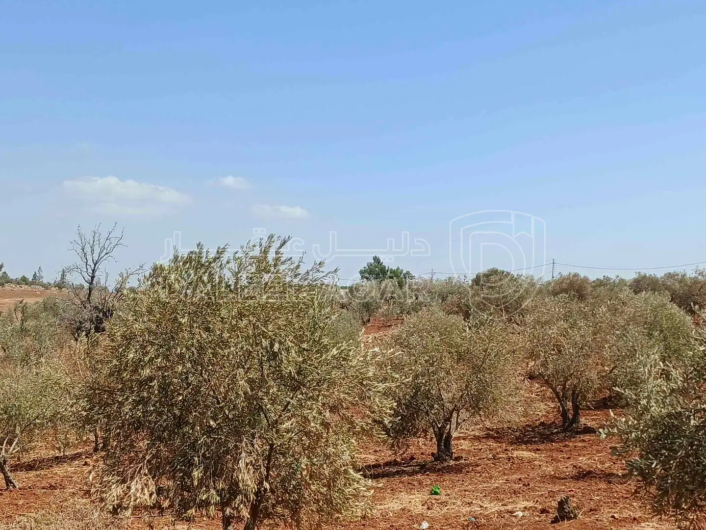 أرض في أرض للبيع - 75,000 دأ - صورة 1