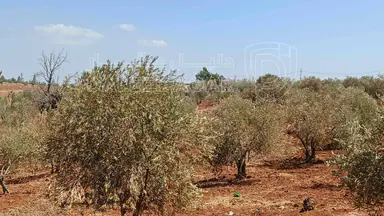 أرض في أرض للبيع  - 75,000 دأ - صورة NaN