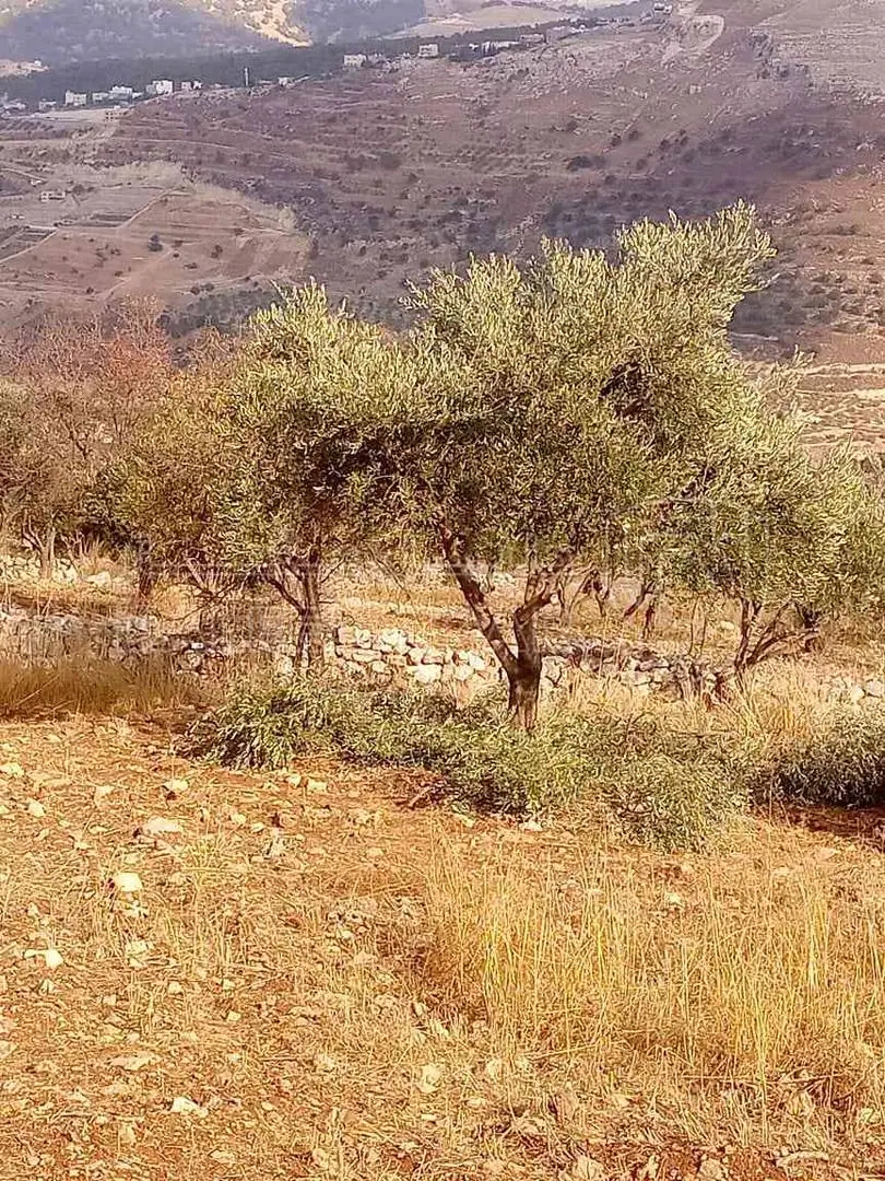 أرض في السلط الحديب - 108,000 دأ - صورة 1