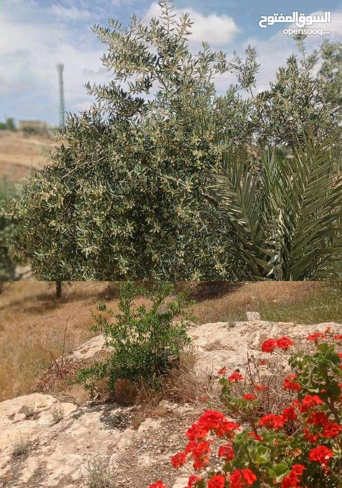 مبنى في المفرق حمامة العموش  - 32,000 دأ - صورة 1