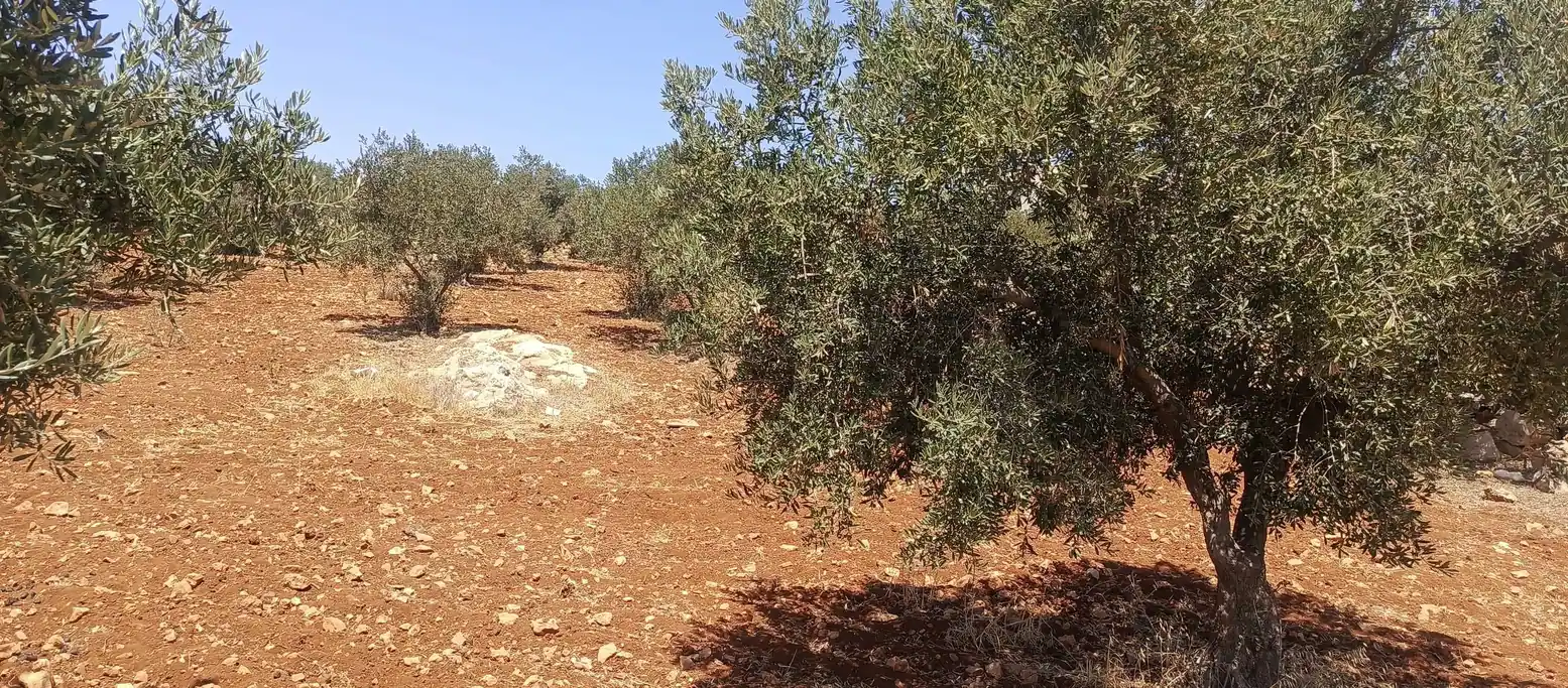 أرض في شفا بدران  المقرن قرب فلل النخبه - 105,000 دأ - صورة 1