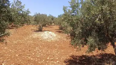 أرض في شفا بدران  المقرن قرب فلل النخبه - 105,000 دأ - صورة NaN
