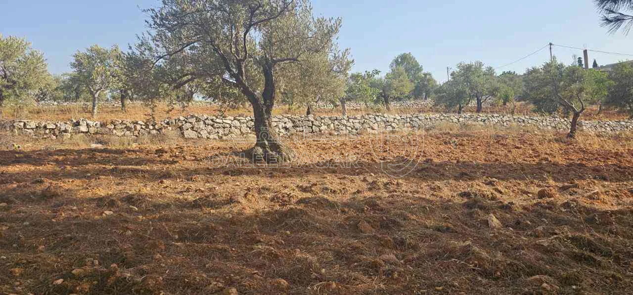 أرض في ارض ريفية جميلة جدا ومزروعه زيتون - 119,000 دأ - صورة 1