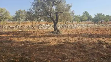 أرض في ارض ريفية جميلة جدا ومزروعه زيتون - 119,000 دأ - صورة NaN