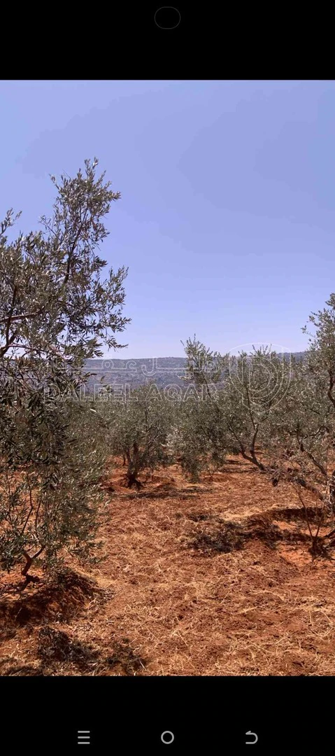 فيلا/منزل في الصبيحي - 500,000 دأ - صورة 1
