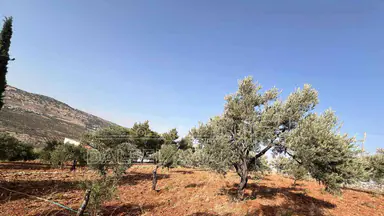 أرض في ارض ريفية جميلة جدا ومزروعه زيتون - 119,000 دأ - صورة NaN