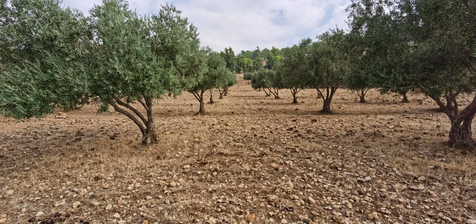 أرض في طريق جرش السياحي  - 73,000 دأ - صورة 1