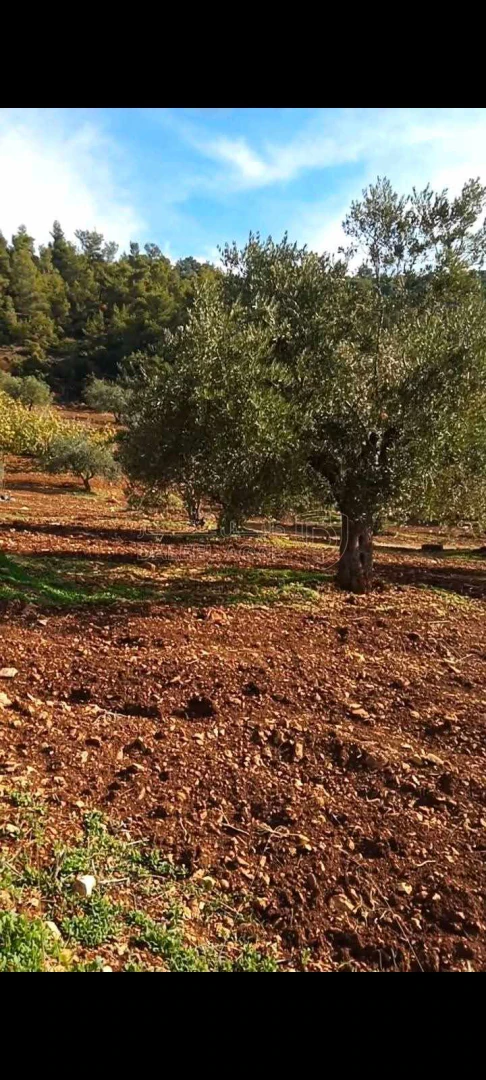 أرض في جبال شمال جرش ساكب - 64,800 دأ - صورة 1