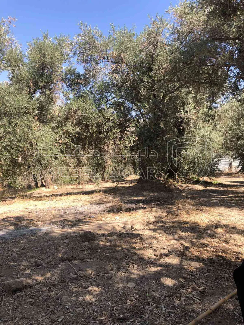 أرض في الطفيلة ام قرى - 25,000 دأ - صورة 1