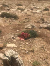 أرض في شفابدران ام العروق  - 75,000 دأ - صورة NaN