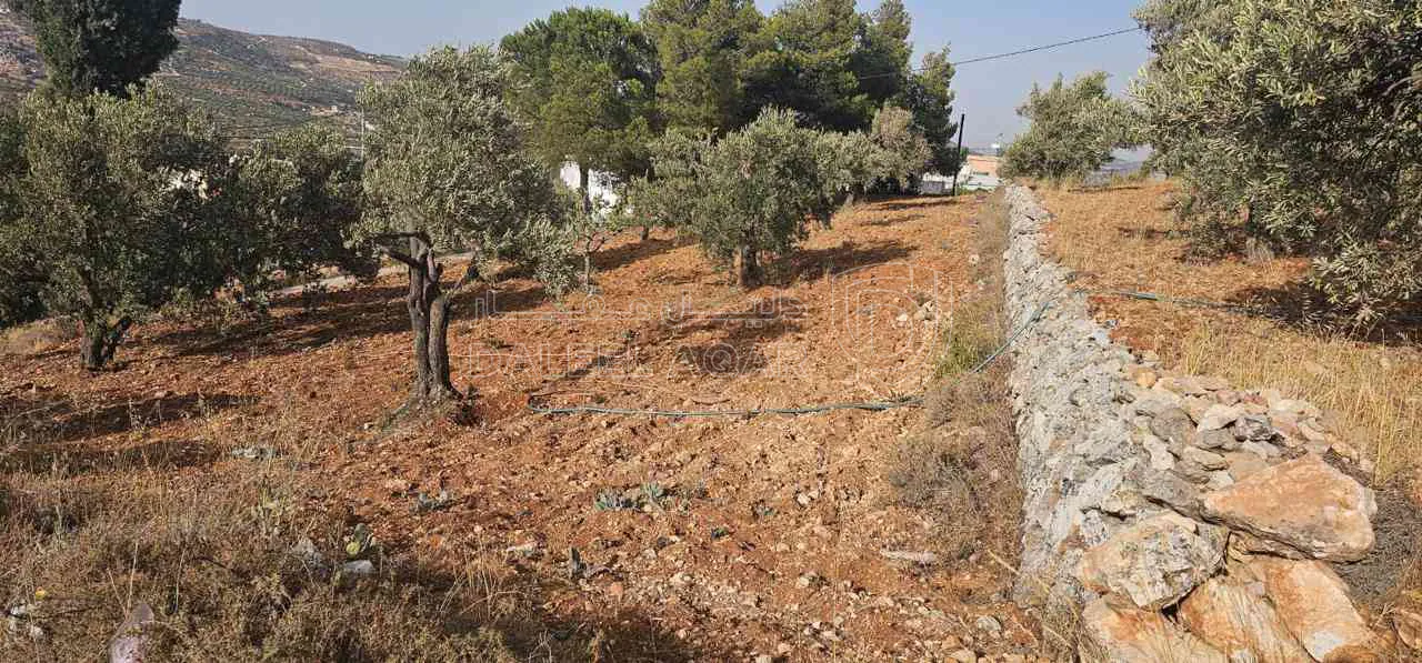 أرض في ارض ريفية جميلة جدا ومزروعه زيتون - 119,000 دأ - صورة 1