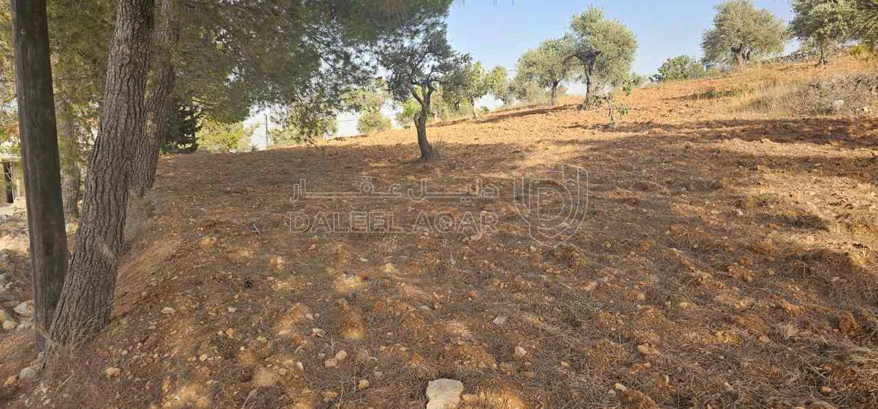 أرض في ارض ريفية جميلة جدا ومزروعه زيتون - 119,000 دأ - صورة 1