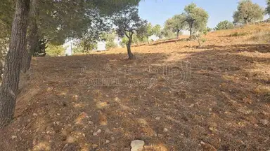 أرض في ارض ريفية جميلة جدا ومزروعه زيتون - 119,000 دأ - صورة NaN