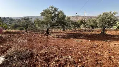 أرض في ارض ريفية جميلة جدا ومزروعه زيتون - 119,000 دأ - صورة NaN