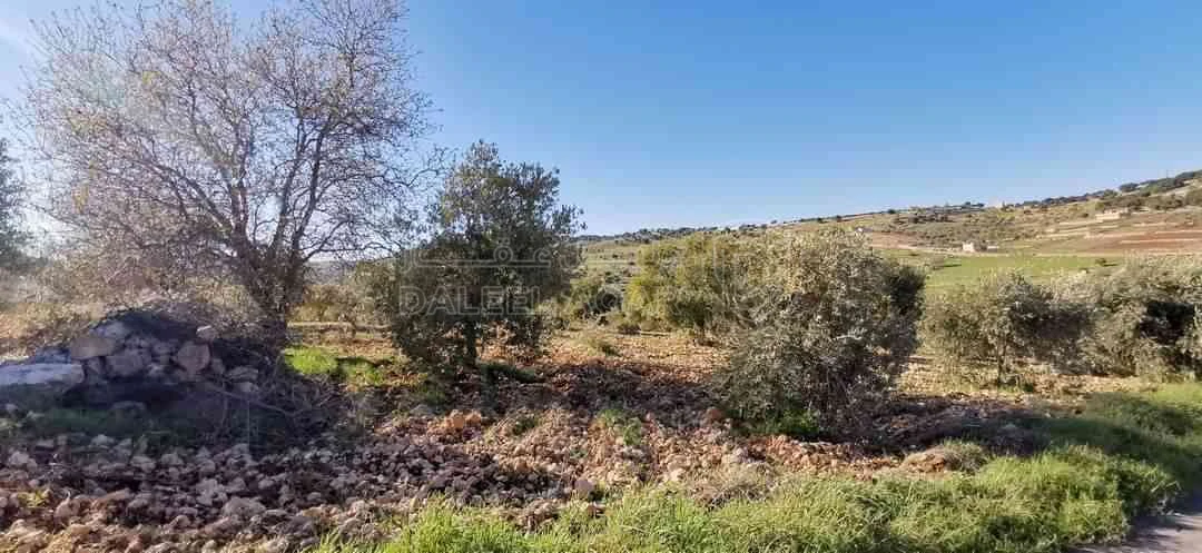 أرض في عجلون ، صخرة ، الطريق الواصل بين عجلون والنعيمة  - 35,000 دأ - صورة 1