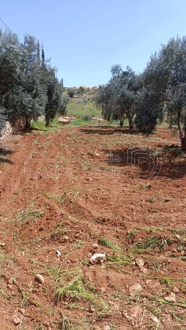 أرض في منطقة دحل طريق الزرقاء جرش - 50,000 دأ - صورة 1
