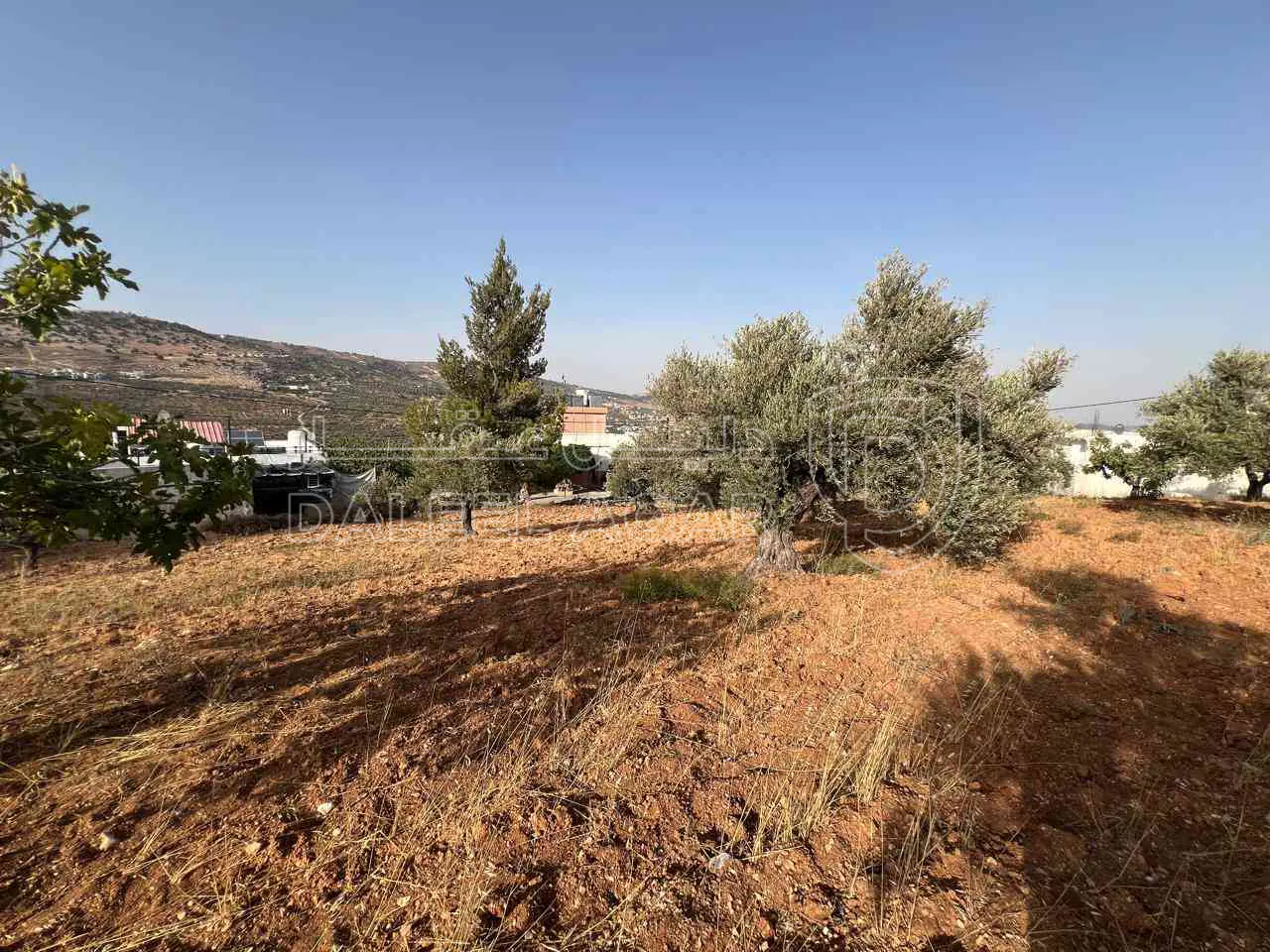 أرض في ارض ريفية جميلة جدا ومزروعه زيتون - 119,000 دأ - صورة 1