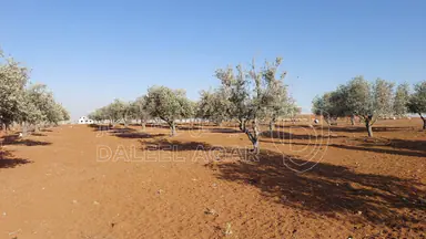 أرض في مأدبا - ماعين  - 90,000 دأ - صورة NaN