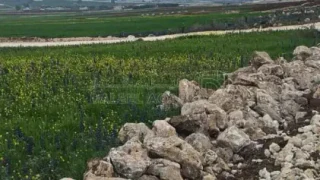 أرض - عمان - برازين السامك - 78500 دأ