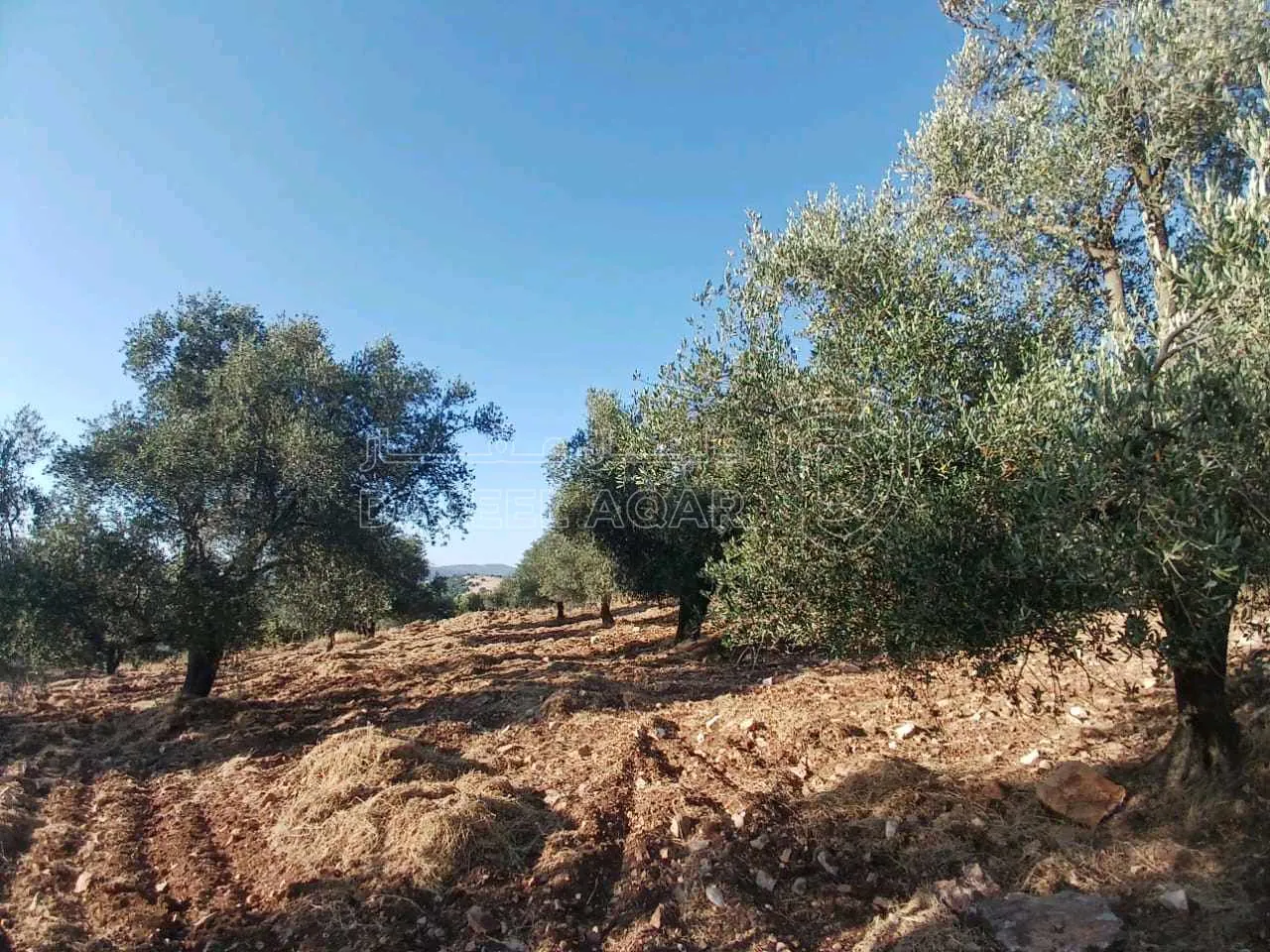أرض في جرش  بالقرب من محمية الغزلان  - 75,000 دأ - صورة 1