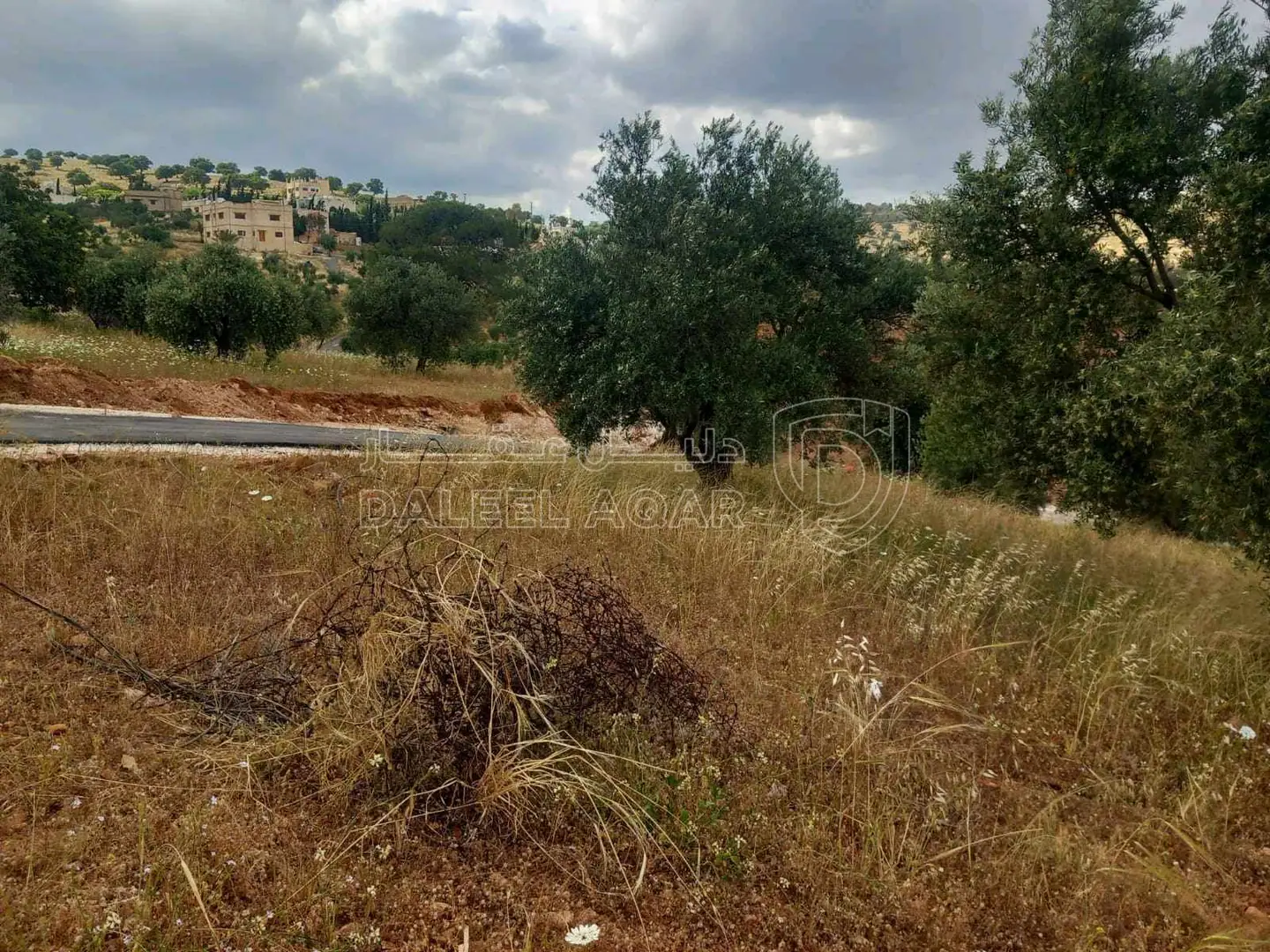 أرض في ارض للبيع في بيرين حوض ام بيار مساحه 500متر مزروعه - 25,000 دأ - صورة 1
