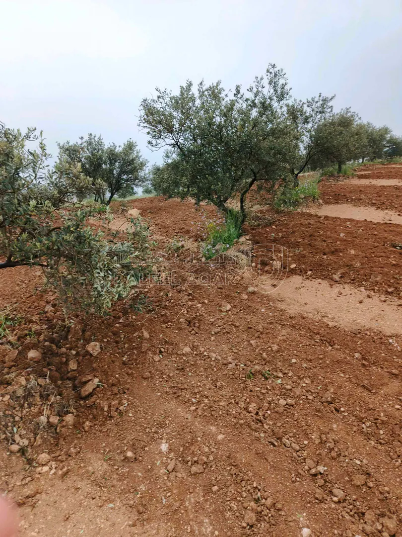 أرض في رحاب منيفه  - 28,000 دأ - صورة 1