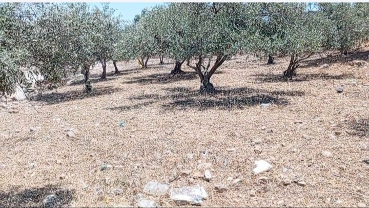 أرض في اربد البارحه اول ابان - 27,000 دأ - صورة 1