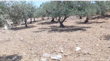 أرض في اربد البارحه اول ابان - 27,000 دأ - صورة NaN