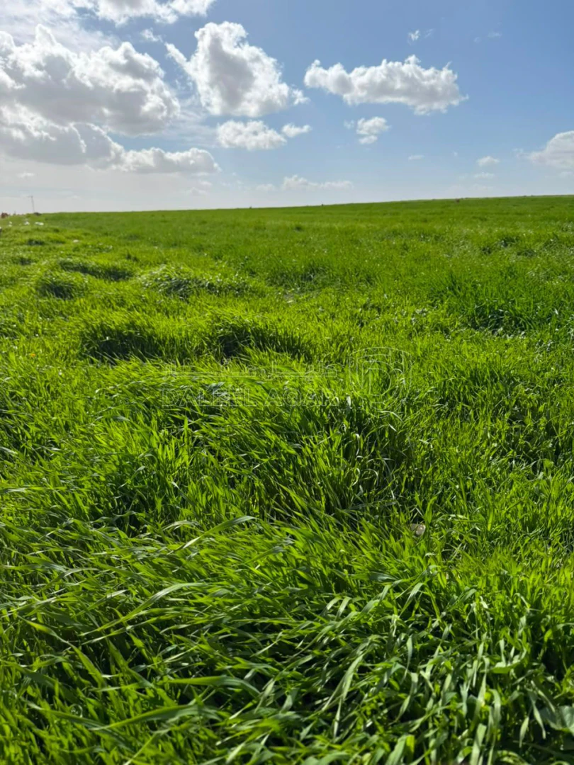 أرض في شارع الاربعين - طريق المطار - 36,000 دأ - صورة 1