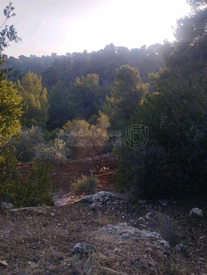 مزرعة/شاليه في جرش الجزاز  بقرب دبين ومحمية الغزلان - 160,000 دأ - صورة 1