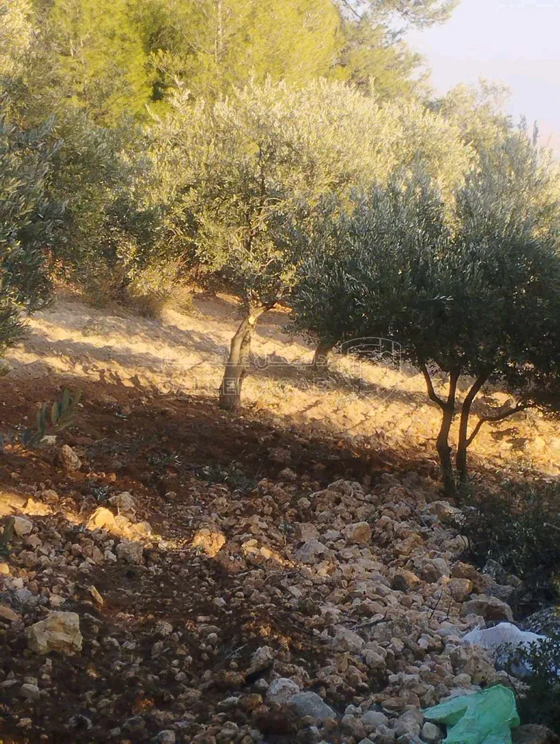 مزرعة/شاليه في جرش الجزاز  بقرب دبين ومحمية الغزلان - 160,000 دأ - صورة 1