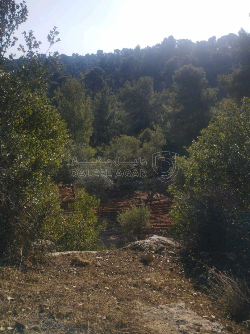 مزرعة/شاليه في جرش الجزاز  بقرب دبين ومحمية الغزلان - 160,000 دأ - صورة 1