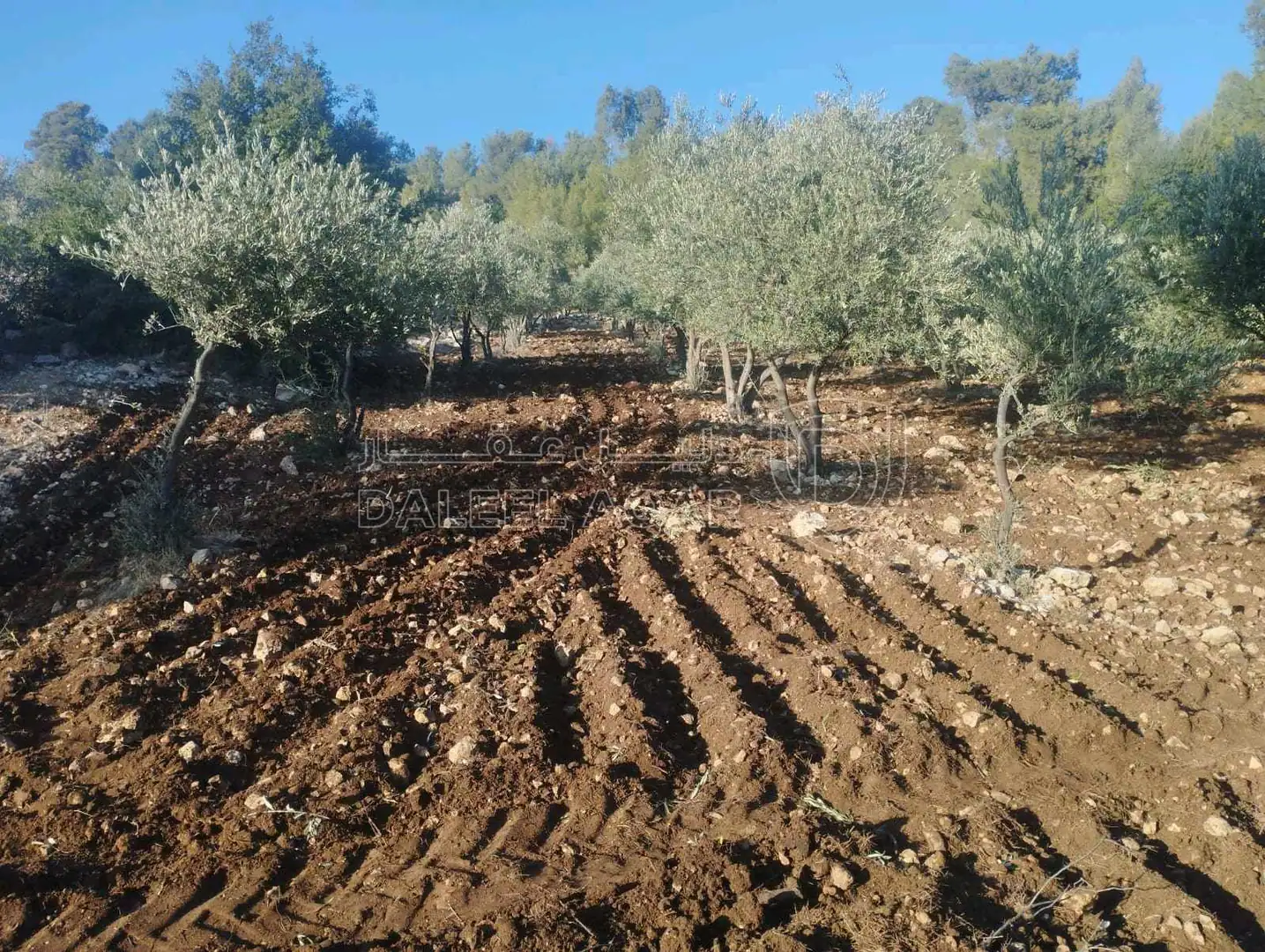 مزرعة/شاليه في جرش الجزاز  بقرب دبين ومحمية الغزلان - 160,000 دأ - صورة 1