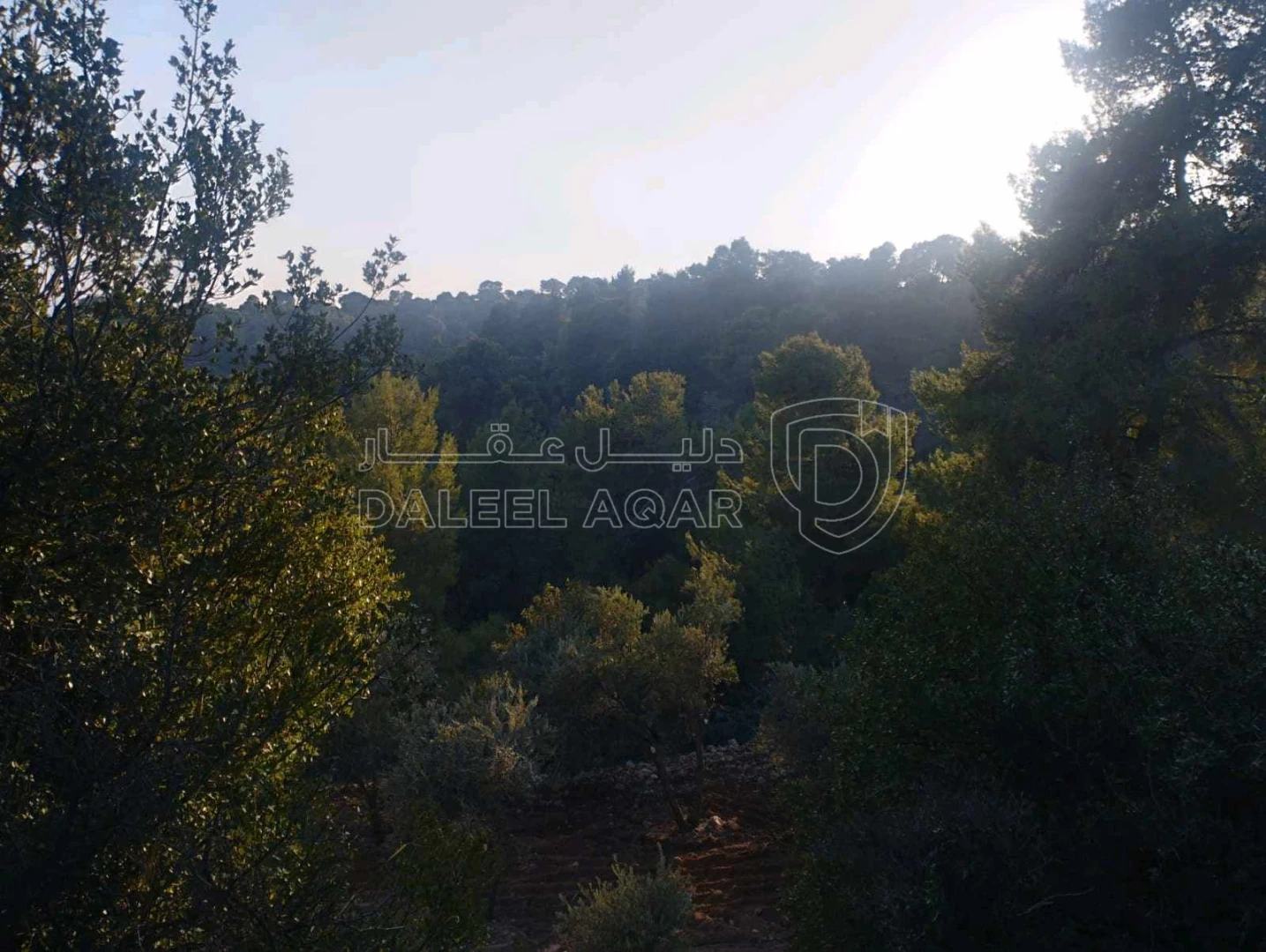 مزرعة/شاليه في جرش الجزاز  بقرب دبين ومحمية الغزلان - 160,000 دأ - صورة 1