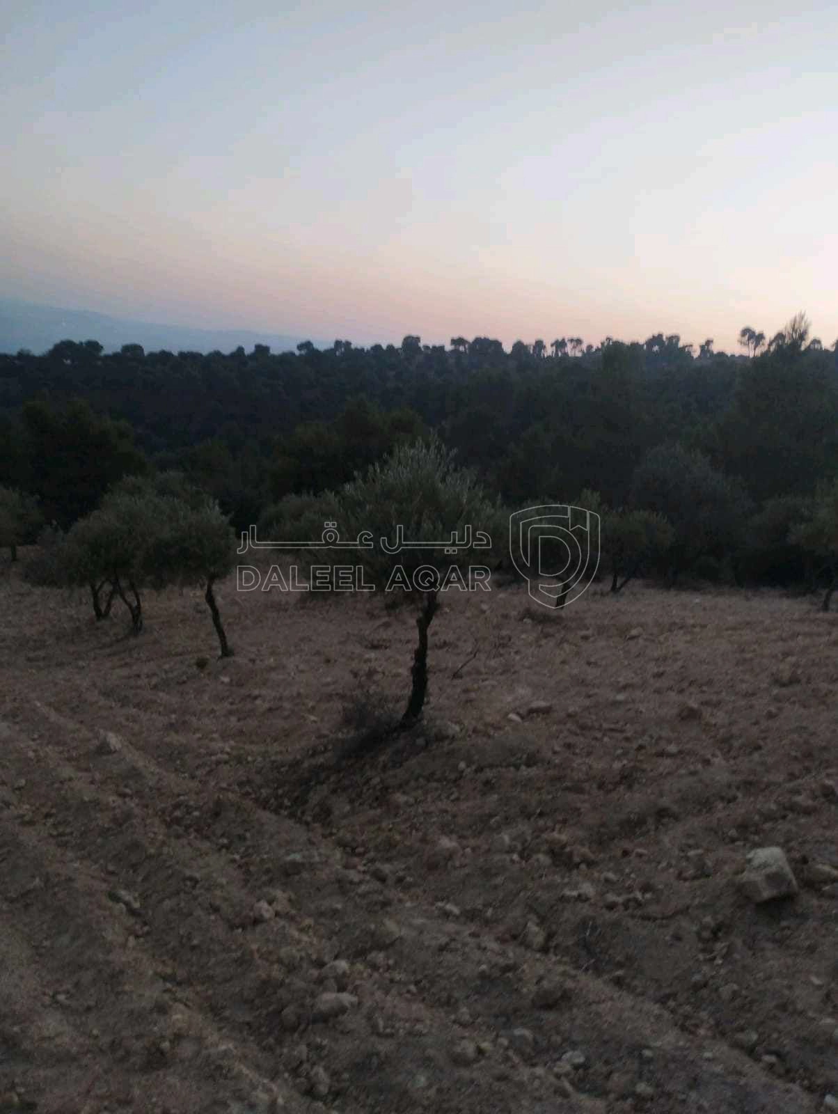 مزرعة/شاليه في جرش الجزاز  بقرب دبين ومحمية الغزلان - 160,000 دأ - صورة 1