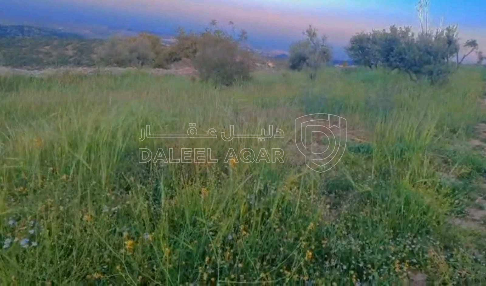 أرض في عجلون منطقة صخره حوض السهله قطعه مرتفعه مزروعه - 18,000 دأ - صورة 1