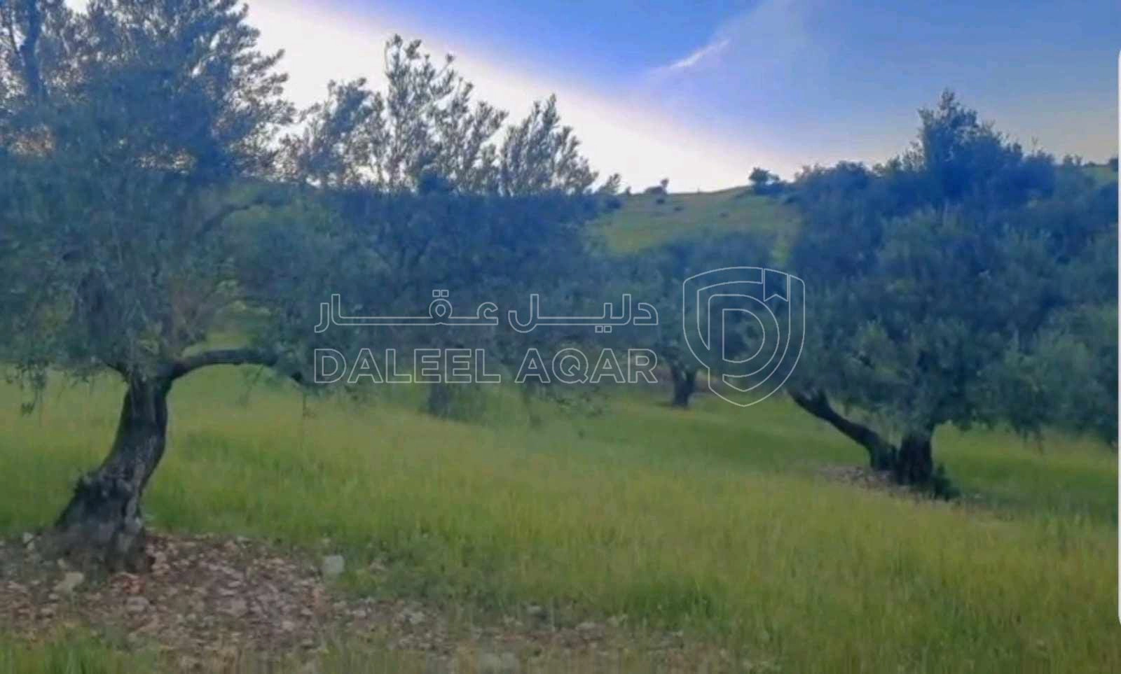 أرض في عجلون منطقة صخره حوض السهله قطعه مرتفعه مزروعه - 18,000 دأ - صورة 1