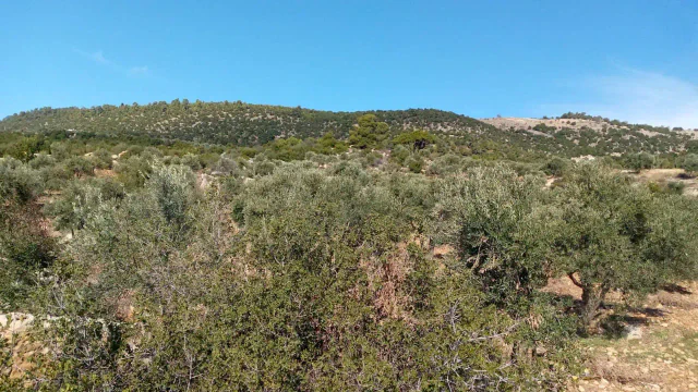 أرض في برما قرب غابات دبين  - 60,000 دأ - صورة 1