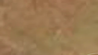 أرض - الزرقاء جريبا مذبح البعير - 42000 دأ