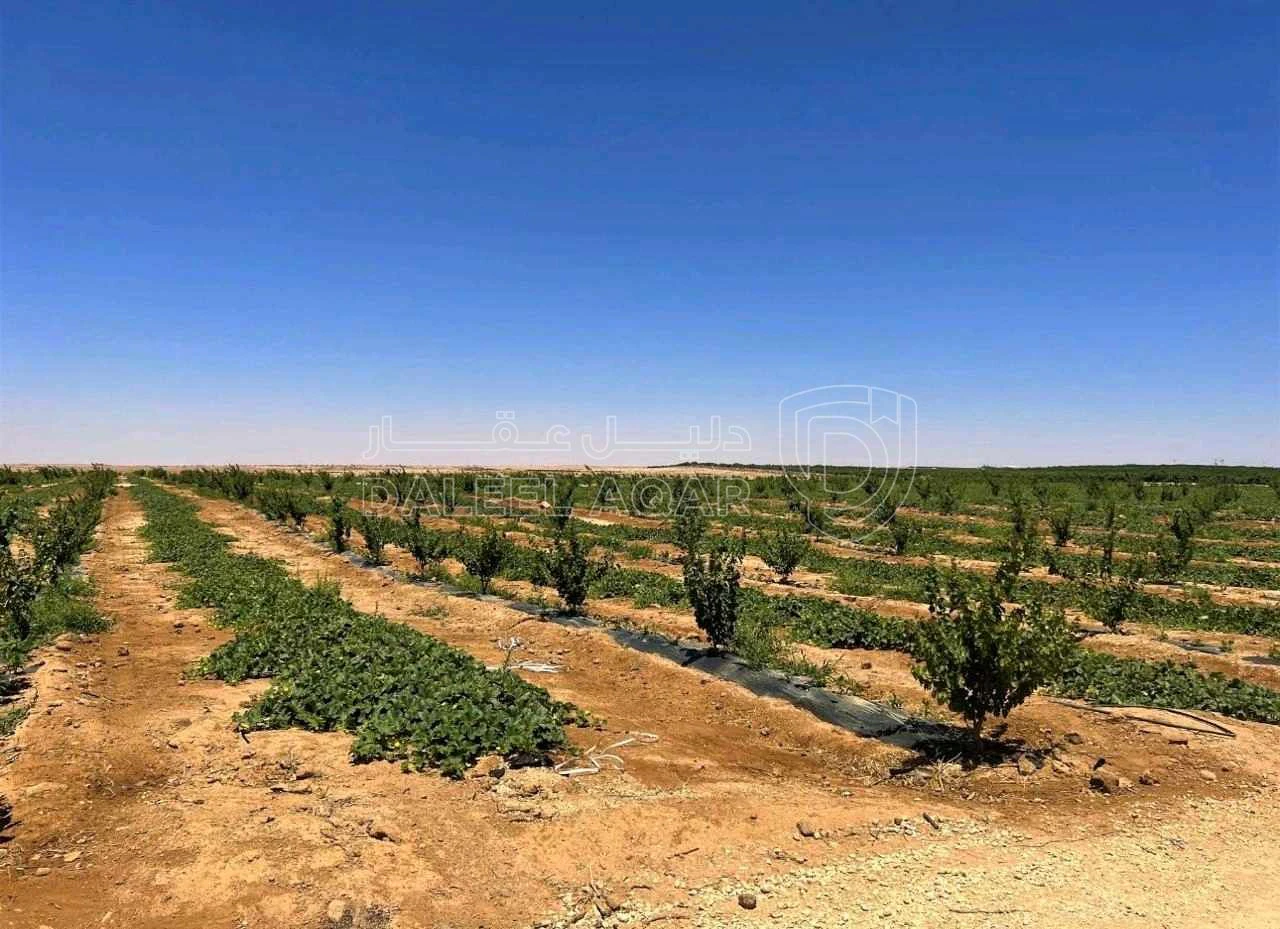 أرض في قطعة أرض 11 دونم في محافظة الزرقاء بكوشان مستقل - 7,300 دأ - صورة 1