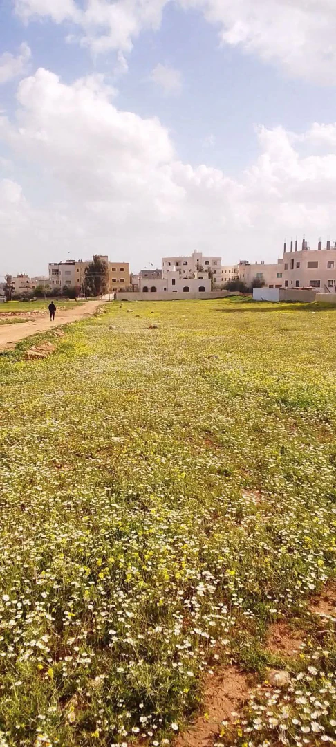 أرض في ارض للبيع مساحتها 531 عمق 28 واجهه 19 - 75,000 دأ - صورة 1
