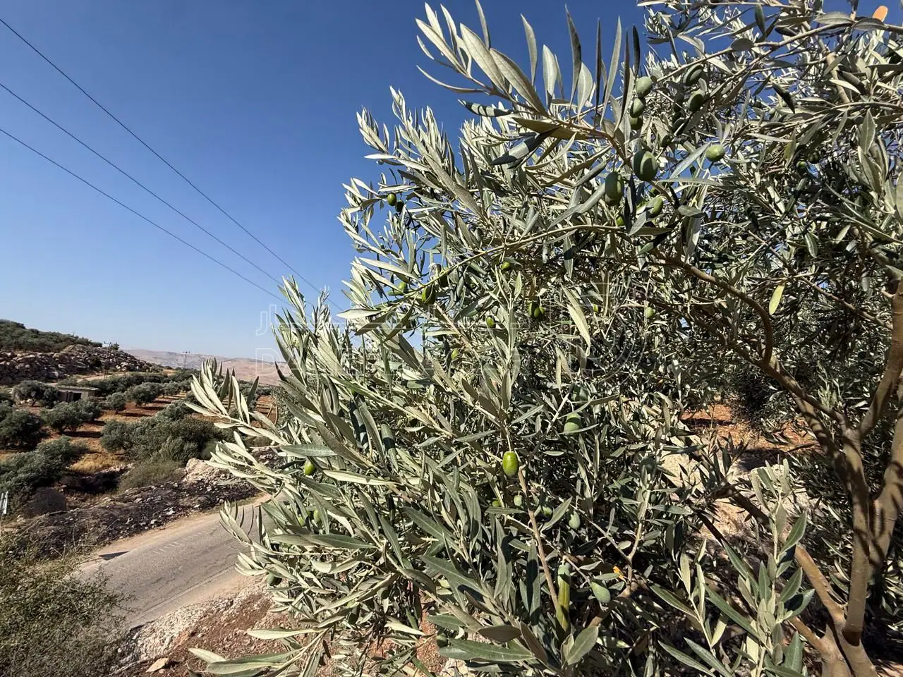 أرض في الزرقاء، المسره، بالقرب من مسجد المسره - 150,000 دأ - صورة 1