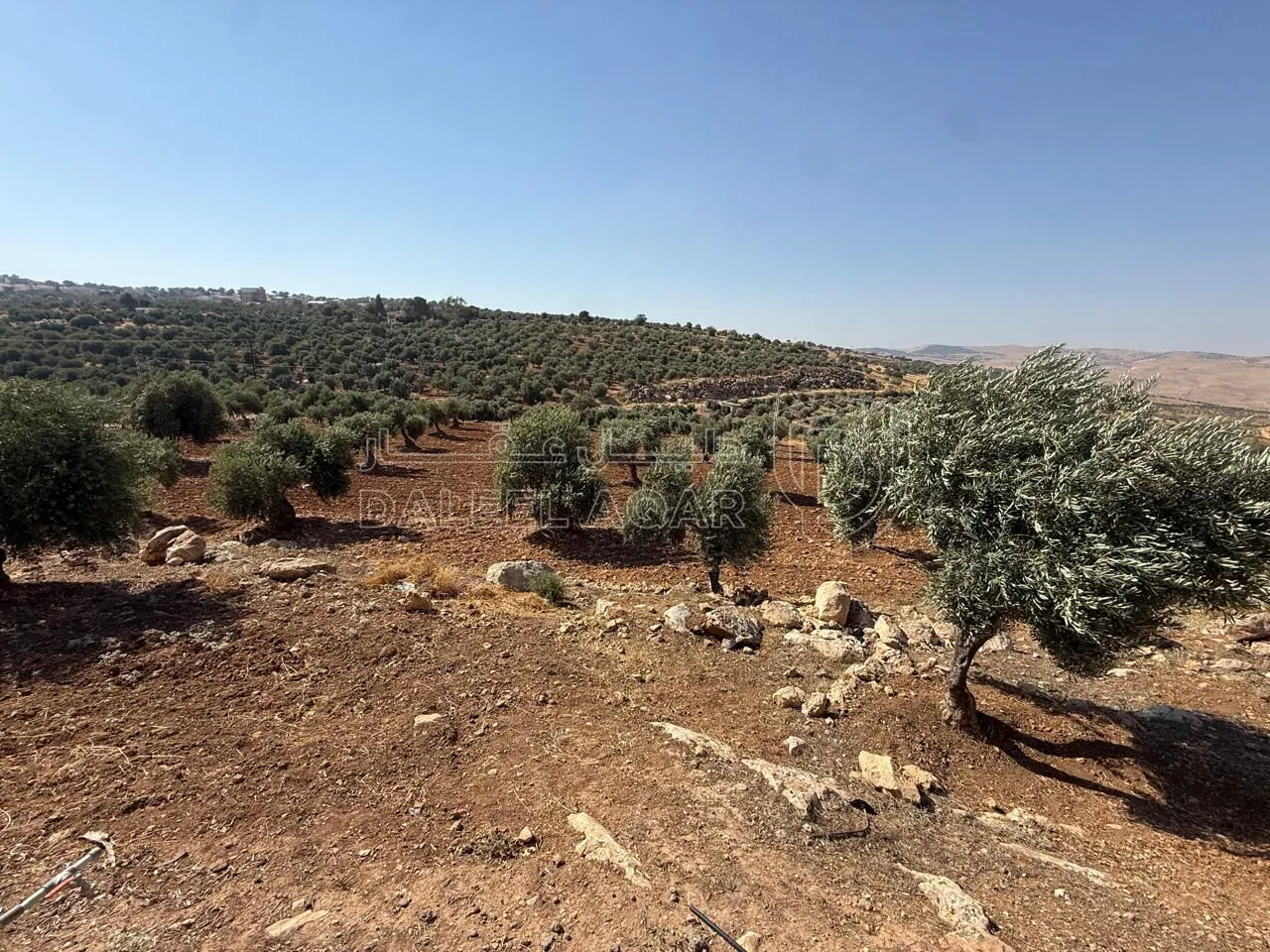 أرض في الزرقاء، المسره، بالقرب من مسجد المسره - 150,000 دأ - صورة 1