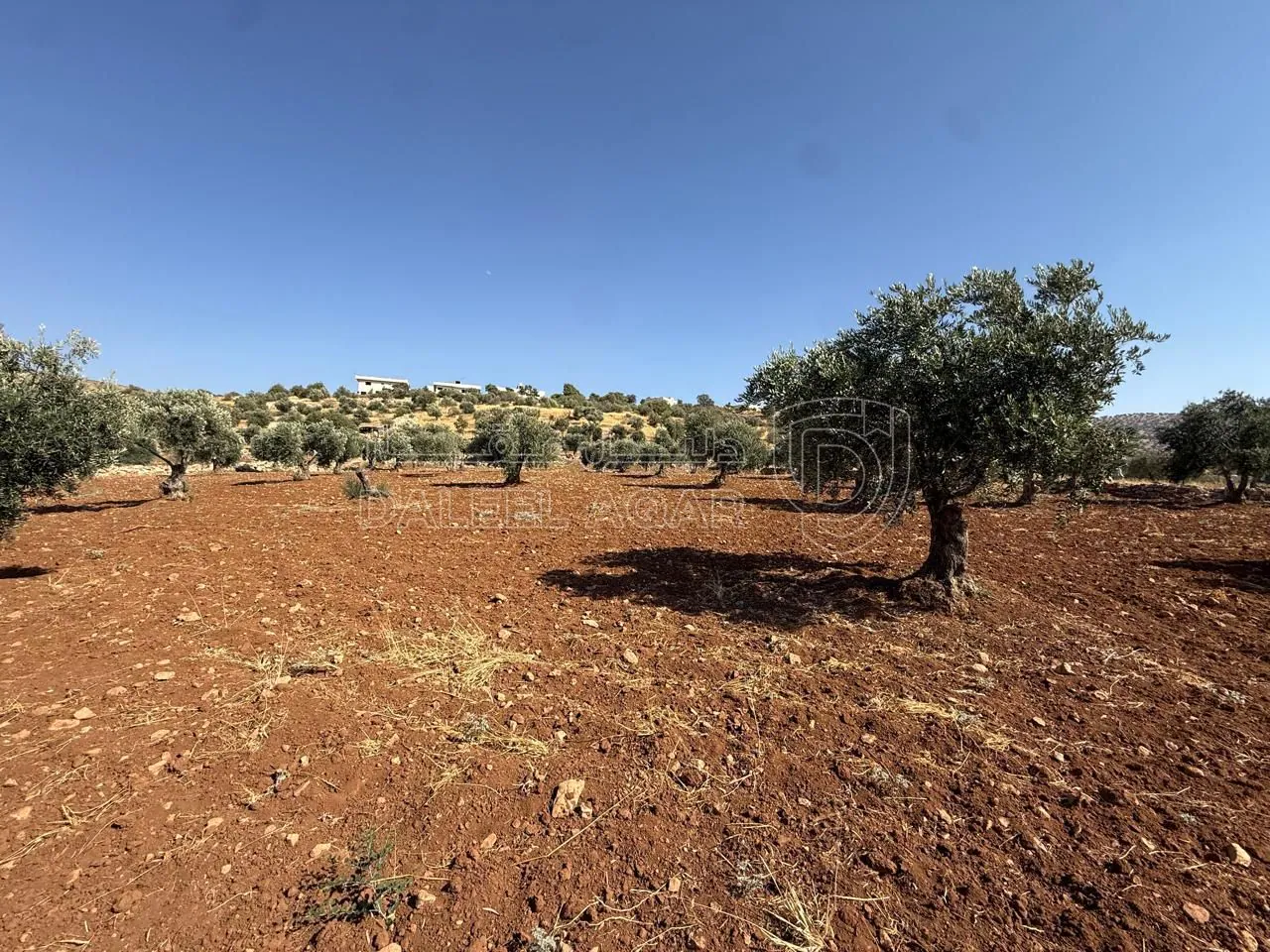 أرض في الزرقاء، المسره، بالقرب من مسجد المسره - 150,000 دأ - صورة 1