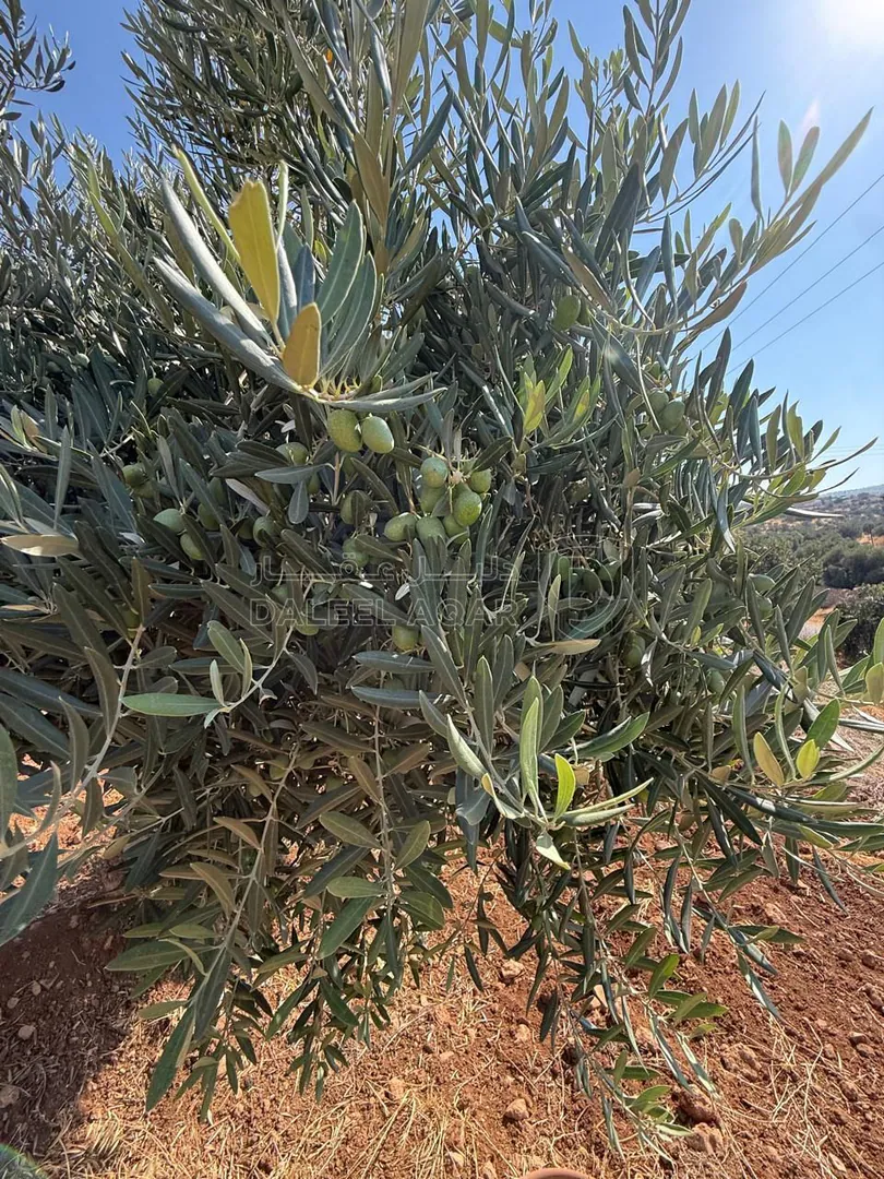 أرض في الزرقاء، المسره، بالقرب من مسجد المسره - 150,000 دأ - صورة 1
