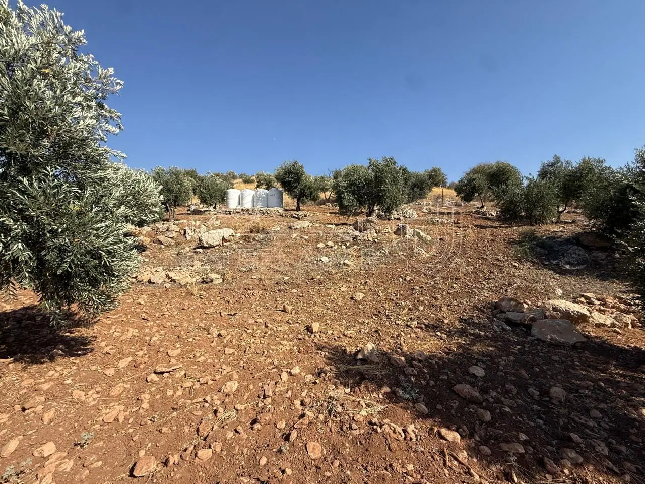 أرض في الزرقاء، المسره، بالقرب من مسجد المسره - 150,000 دأ - صورة 1
