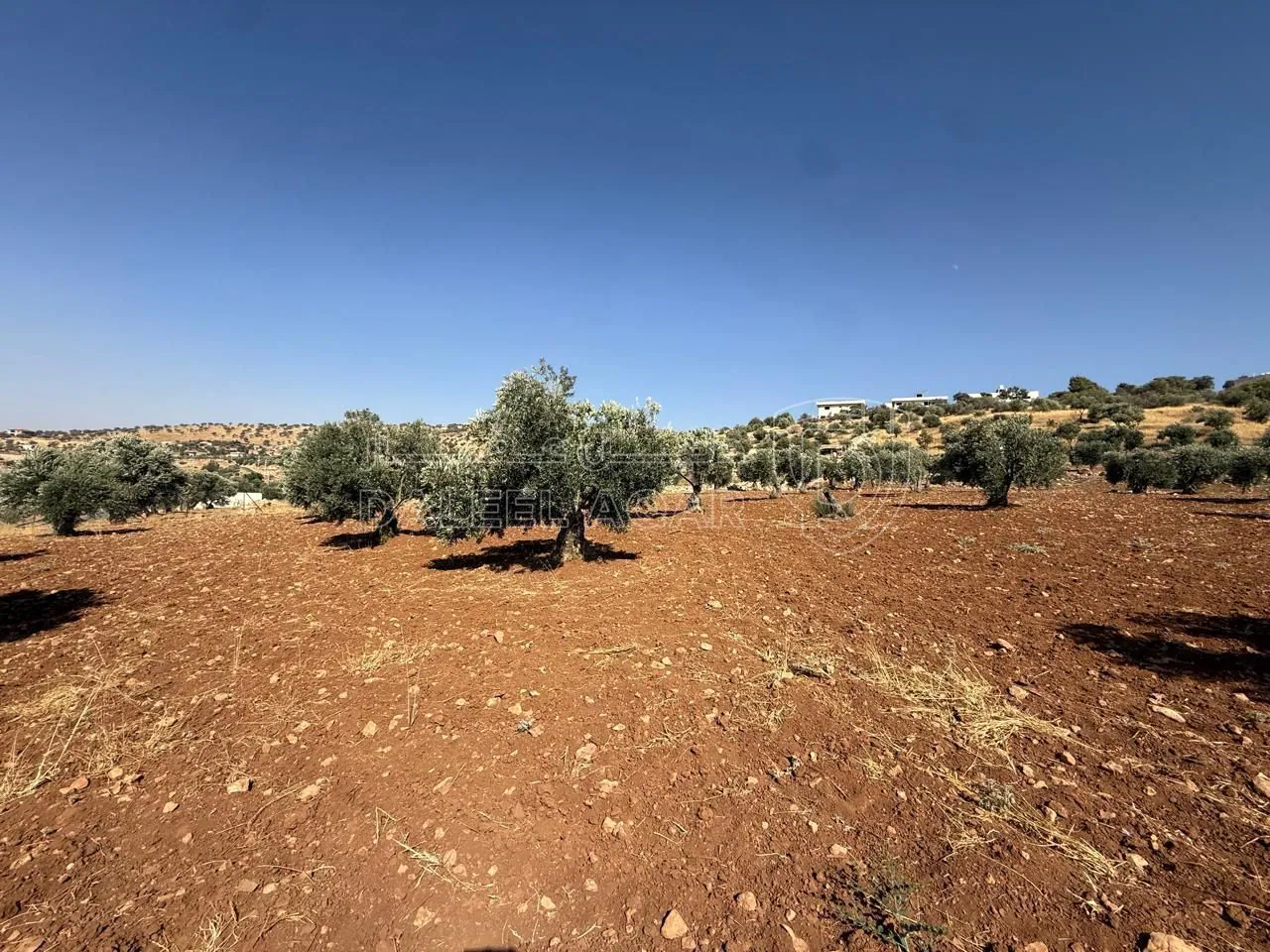 أرض في الزرقاء، المسره، بالقرب من مسجد المسره - 150,000 دأ - صورة 1