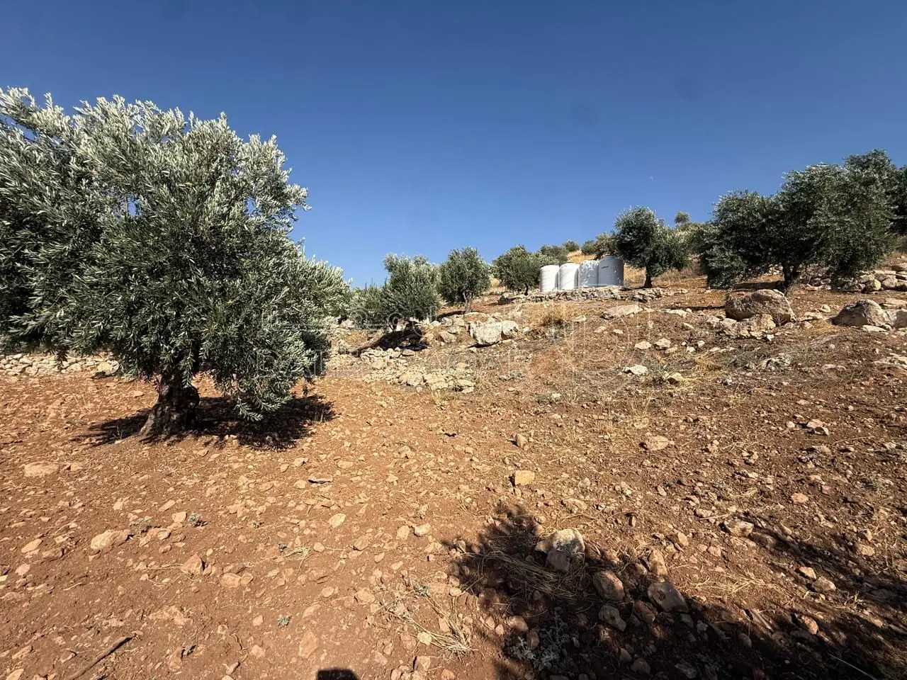 أرض في الزرقاء، المسره، بالقرب من مسجد المسره - 150,000 دأ - صورة 1